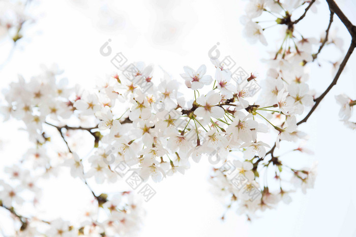 白色樱桃花朵树开花风景摄影图