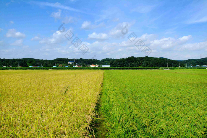 大米帕迪农场麦子景观摄影图