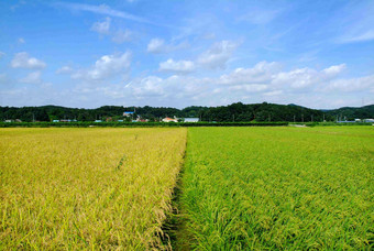 大米帕迪<strong>农场</strong>麦子景观摄影图
