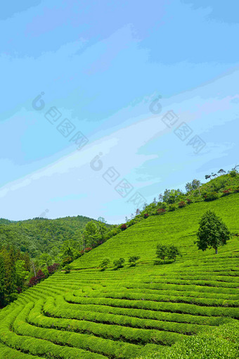 绿色茶农场梯田背景景观摄影图