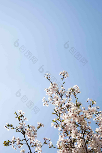 樱桃花朵树天空