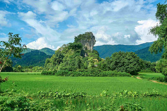 白云大米帕迪农场森林风景<strong>摄影图</strong>