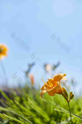 黄花菜一天莉莉颜色