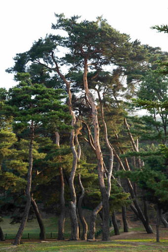 庆州公园参天大树松树风景摄影图