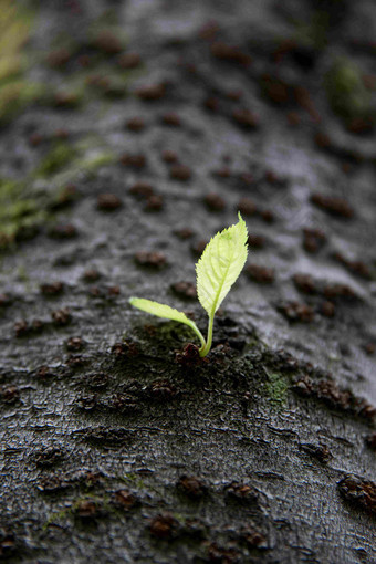 发芽树<strong>绿色植物</strong>