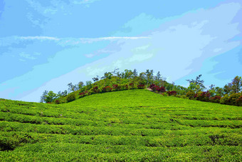 山丘绿茶梯田茶叶农场风景摄影图
