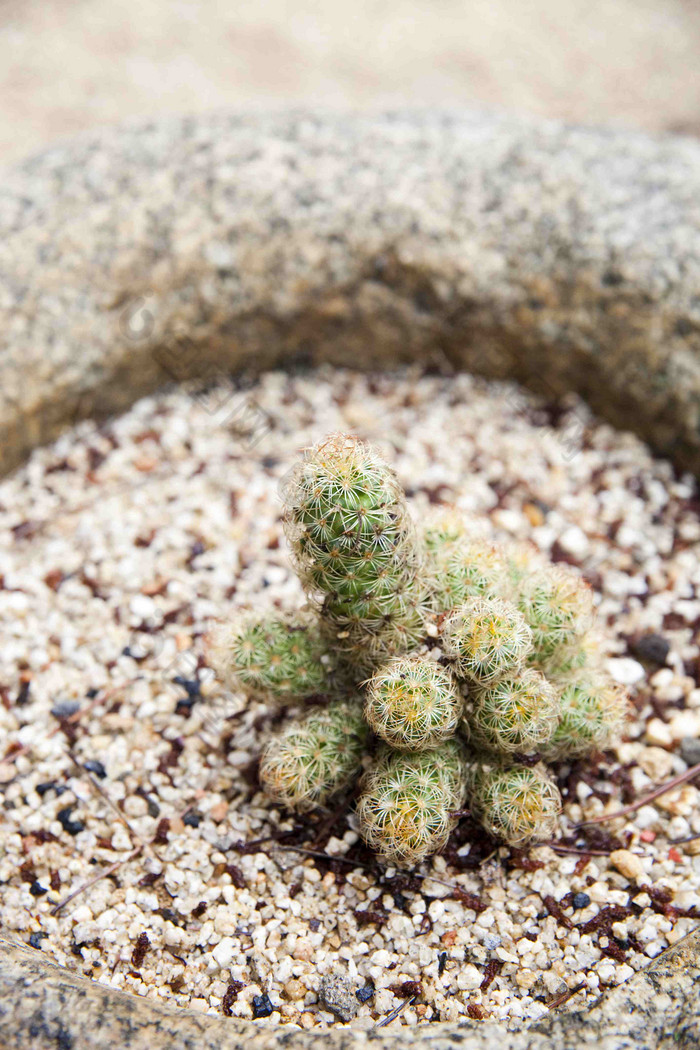 花盆里的仙人掌仙人球植物特写照