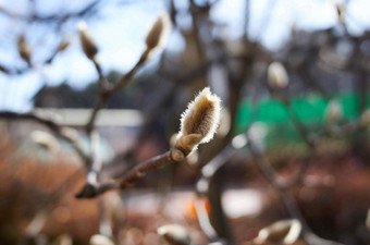 木兰花芽冬天