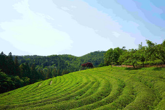 绿茶梯田<strong>特产</strong>风景摄影图