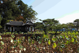 韩国老房子门前四周大片荷花种植
