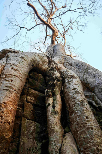 寺庙建筑上的老树根风景摄影图