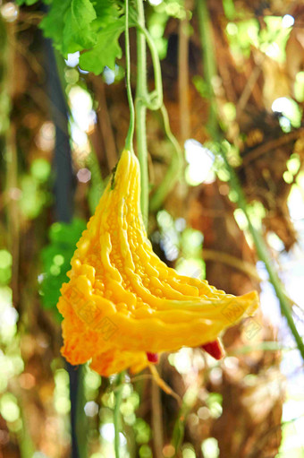 香脂苹果<strong>植物</strong>风景