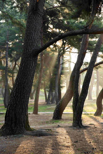 庆州森林公园阳光透过松树风景摄影图