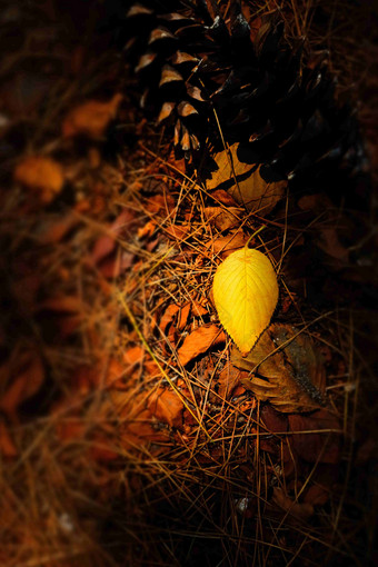 阳光下的金黄色树叶秋天风景摄影图