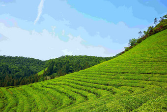 绿色茶农场丰富的特产广袤<strong>风景</strong>摄影图