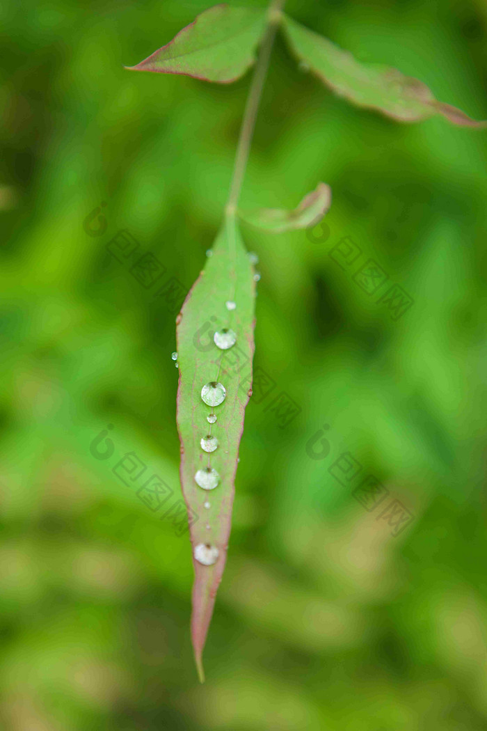 露水露珠三叶草植物