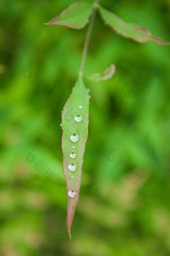 露水露珠三叶草植物