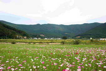 开满鲜花的山林田园风光