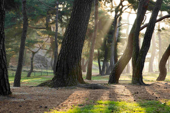 阳光透过树林公园里的参天大树摄影图