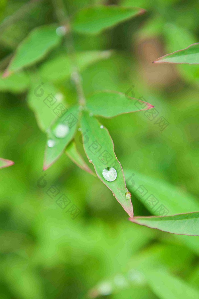 露水露珠三叶草开花