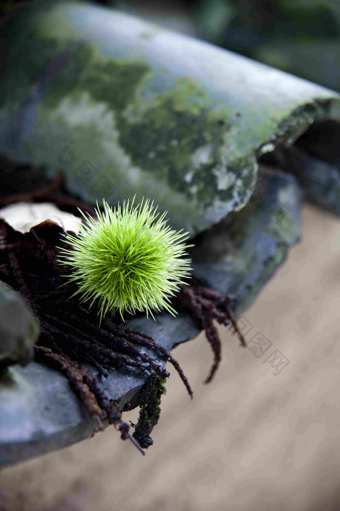 房屋瓷砖瓦砾苔藓树枝绿色植物特写图