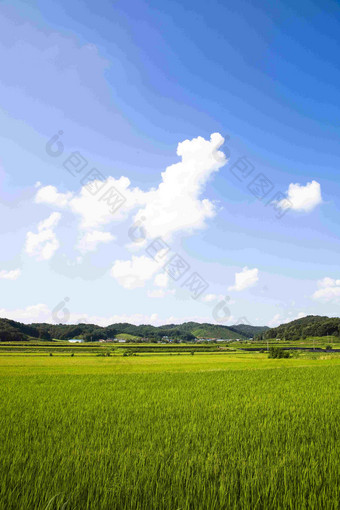 水稻田大米产地蓝天深山风景图