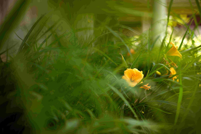 黄花菜一天莉莉绿色