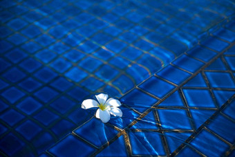鸡蛋花游泳池蔚蓝场景摄影图