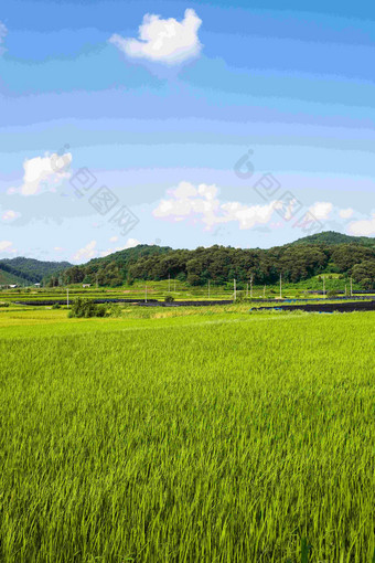 京畿道<strong>省</strong>云帕迪农场水稻深山蓝天风景摄影图