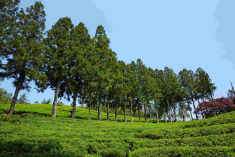 茶叶梯田树林风景摄影图