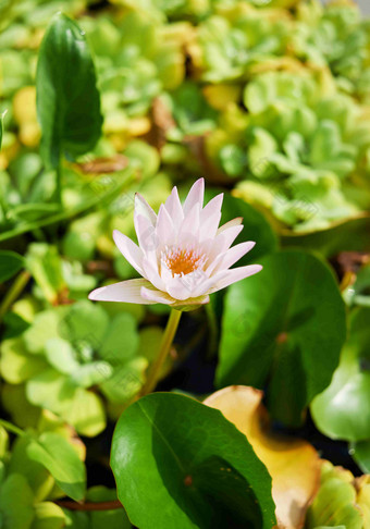 水莉莉<strong>池塘</strong>莲花