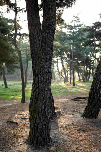 植树节公园里<strong>阳光</strong>松树木景观摄影图