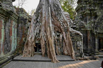 柬埔寨旅行景点千年古树摄影图