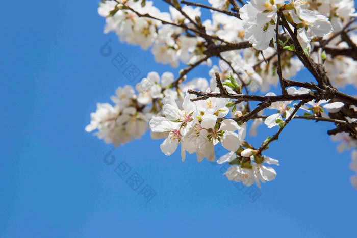 蓝天蓝色背景探出樱花几支特写