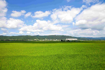 大米帕迪<strong>农场</strong>Gyeongjusi自然风景