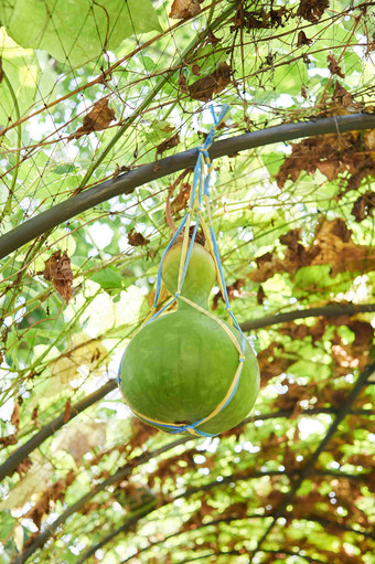 葫芦植物<strong>自然</strong>场景