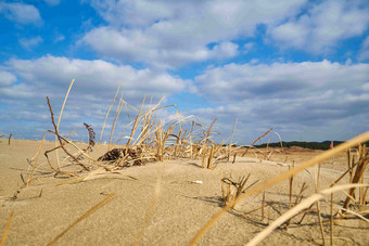 沿海荒野沙滩沙漠植物风景摄影图