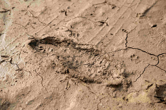 泥污垢土壤足迹
