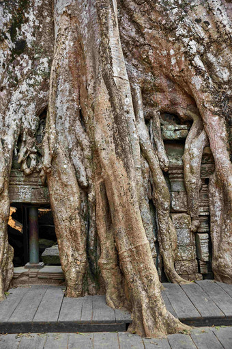 柬埔寨寺庙千年古树建筑摄影图