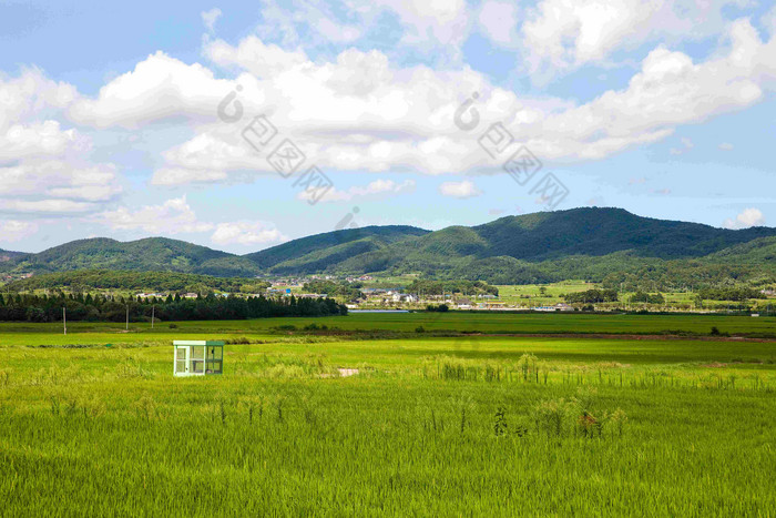 大米帕迪农场庆州深山风景摄影图