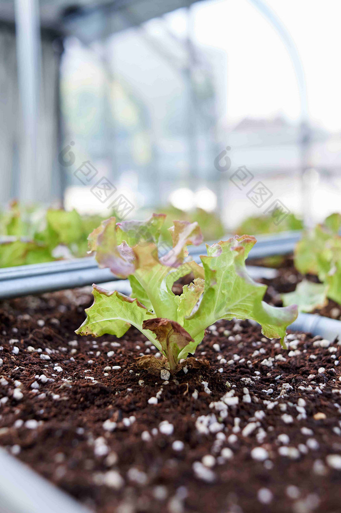 生菜食物植物自然