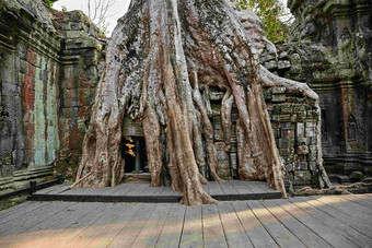 千年古树谁跟石头建筑摄影图