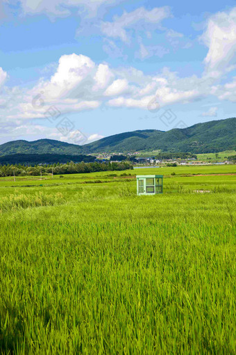 大米帕迪农场麦穗远山风景摄影图