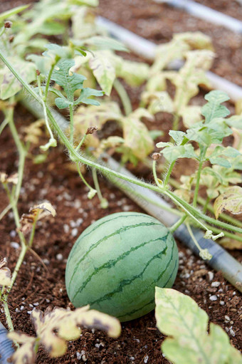 西瓜水果食物植物