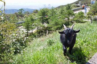 黑色的<strong>山羊</strong>景观风景