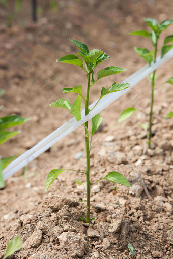 农业<strong>植物户外</strong>树苗特写摄影图