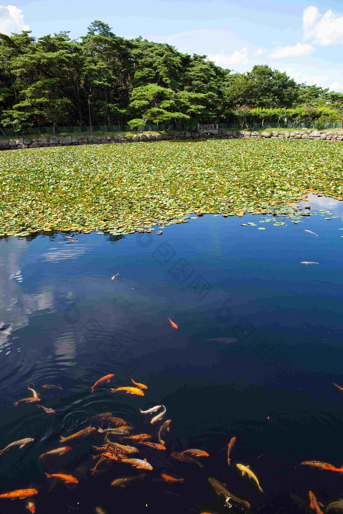 池塘鱼庆州tongiljeon