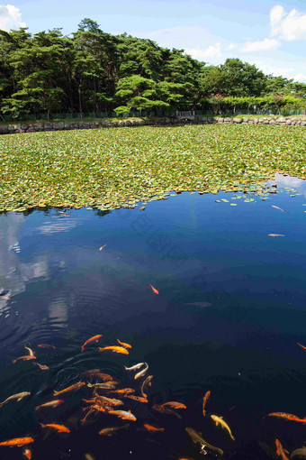 池塘里的锦鲤鱼庆州公园植物风景摄影图