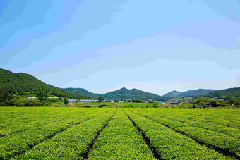 绿色茶园梯田风景摄影图