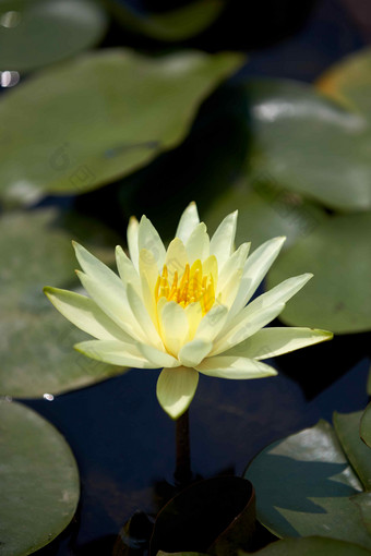 莉莉池塘<strong>开花</strong>莲花